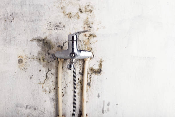 Best Office Mold Removal Services  in Butler, MO