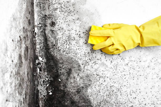 Best Certified Mold Removal  in Butler, MO