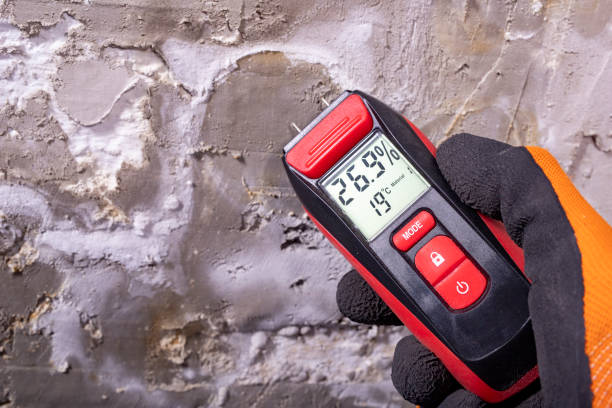 Best Black Mold Removal  in Butler, MO