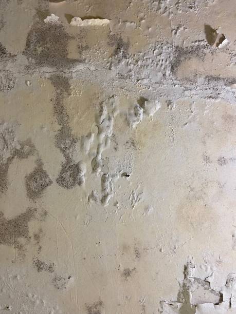 Certified Mold Removal in Butler, MO
