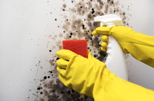 Butler, MO Mold Removal Company